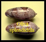 Oliva splendidula, Sowerby I 1825 